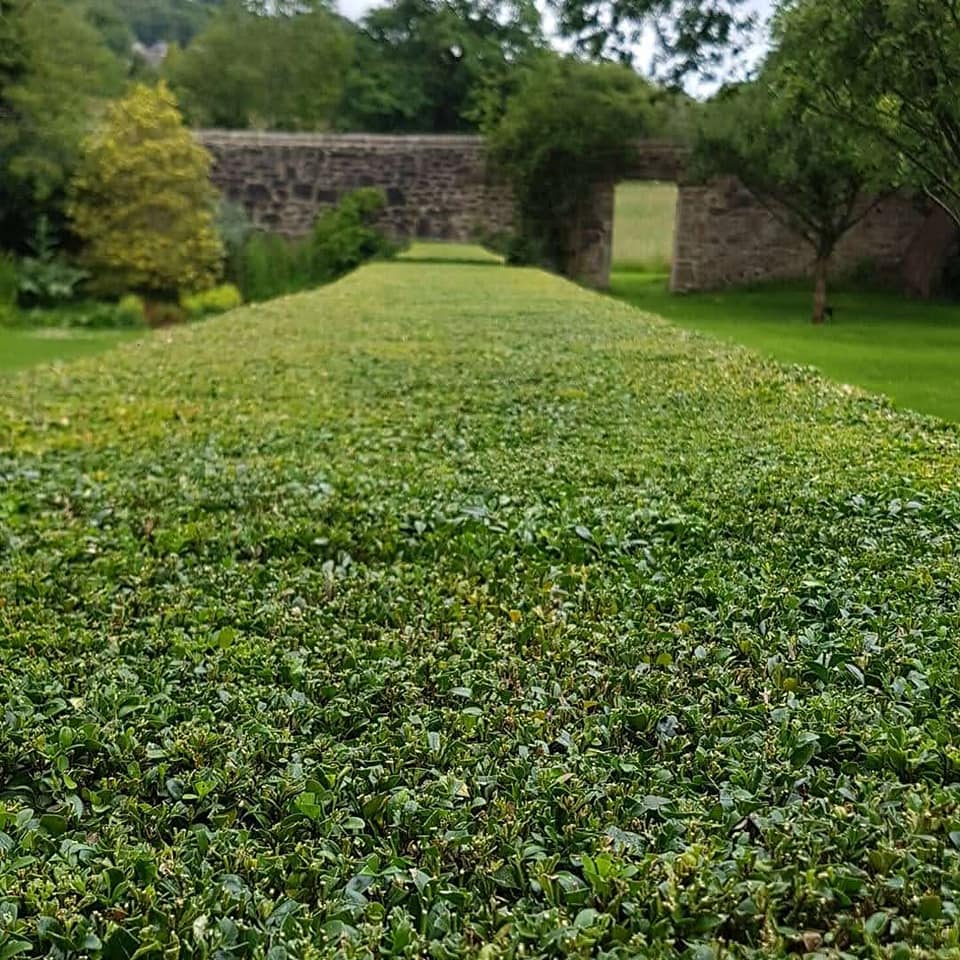 Long, neatly trimmed low hedge leading toward a walled country garden