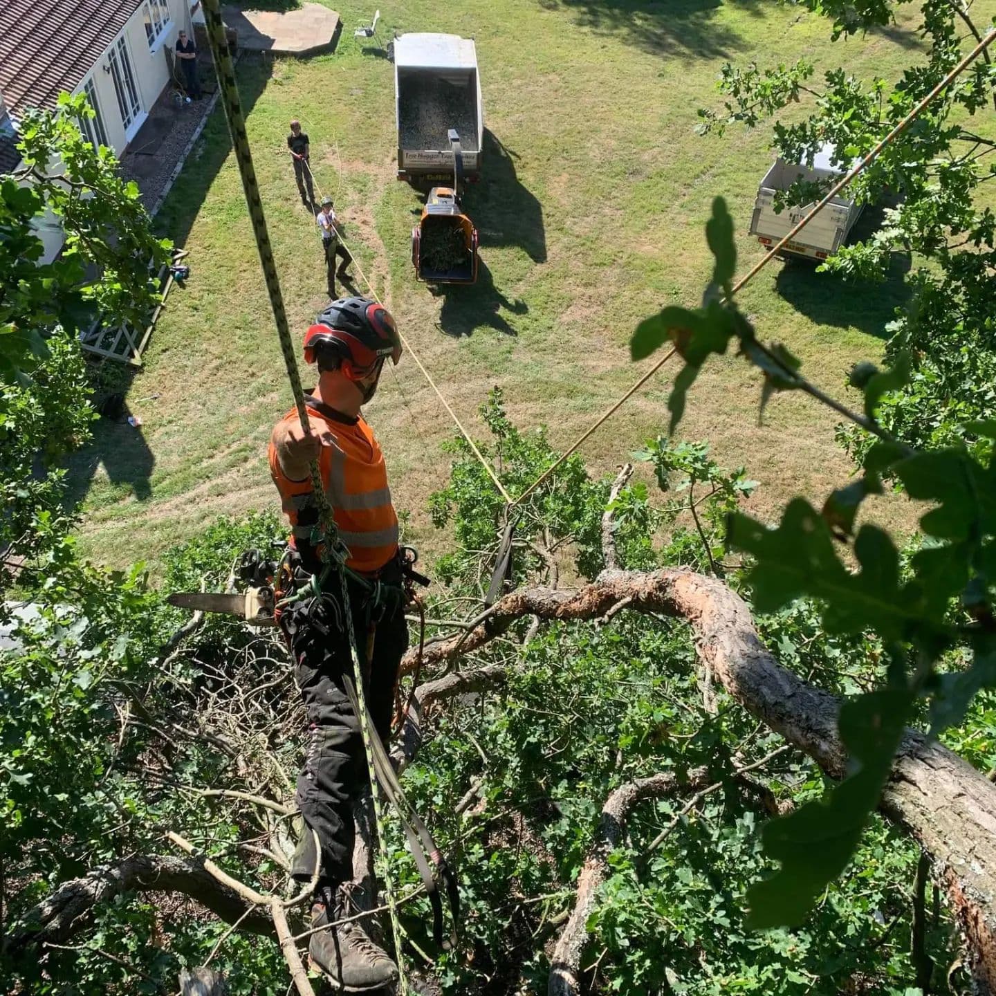 Arborist working at height in a leafy tree with a wood chipper and truck on the lawn below