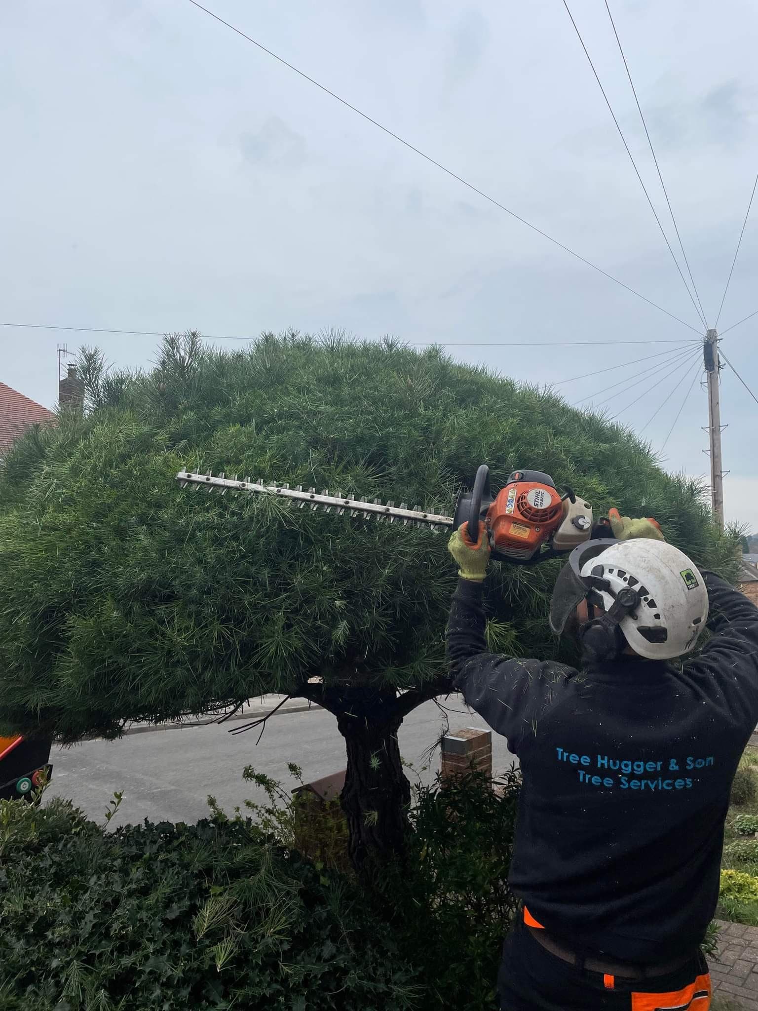 Tree Hugger & Son arborist shaping an ornamental cloud-pruned pine with a hedge trimmer