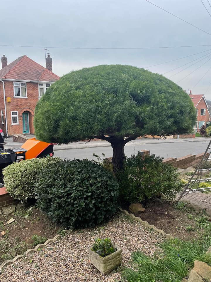 Neatly cloud-pruned ornamental pine with a domed canopy in a front garden