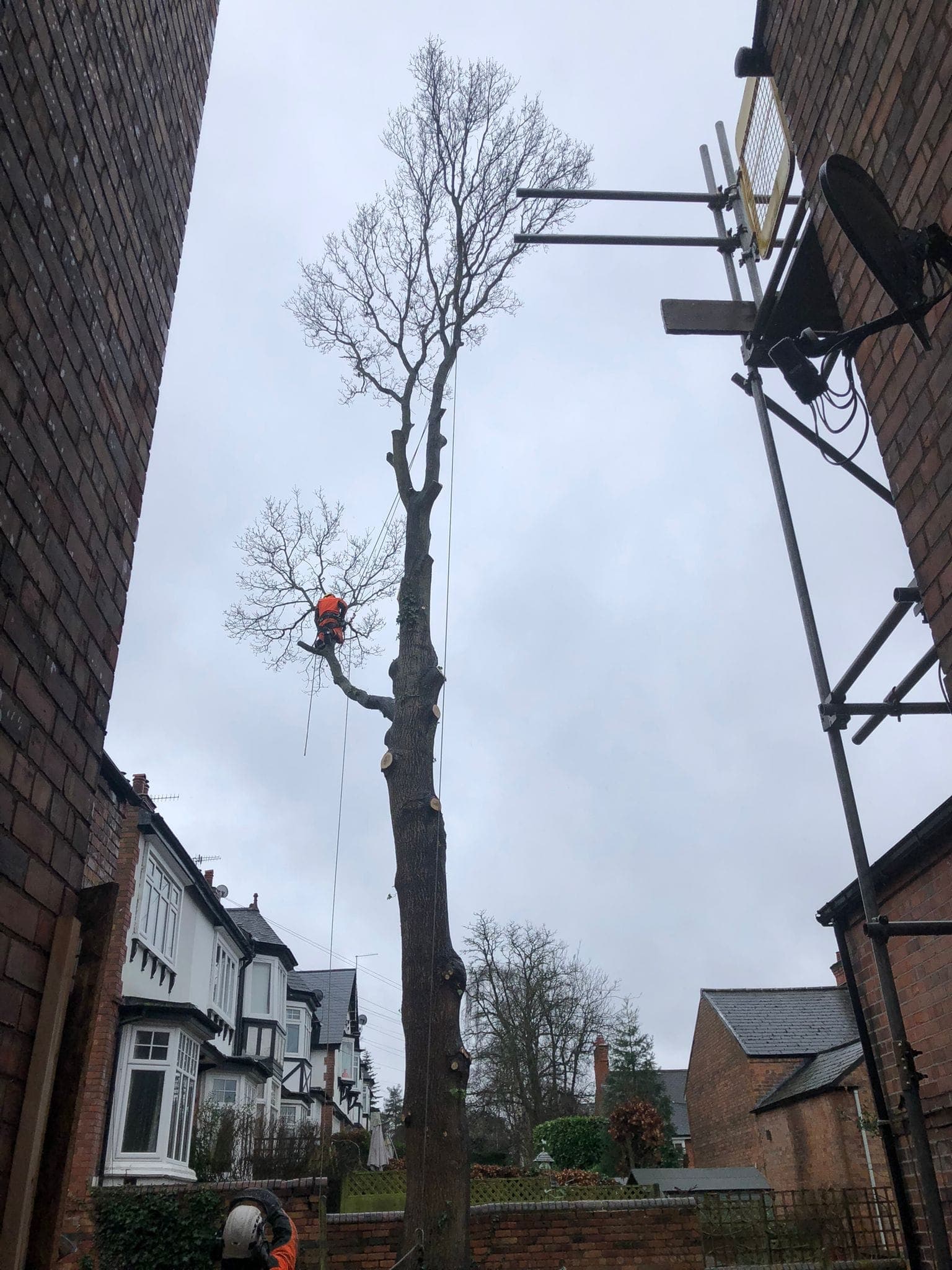 Climber dismantling a tall tree in a narrow gap between houses beside scaffolding