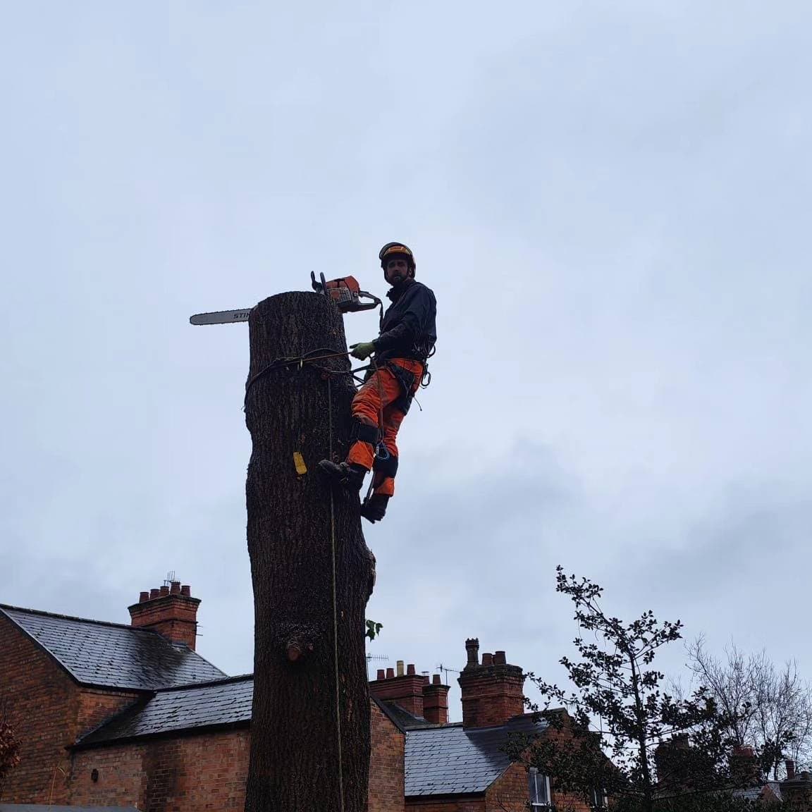 Arborist roped to the top of a tall tree trunk with a chainsaw above terraced rooftops