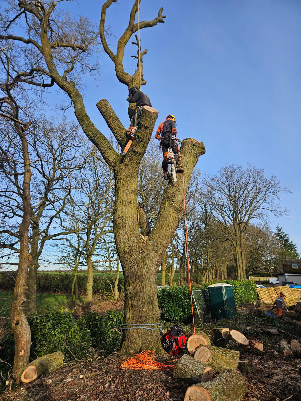Tree surgeon up a large bare oak carrying out a crown reduction in winter