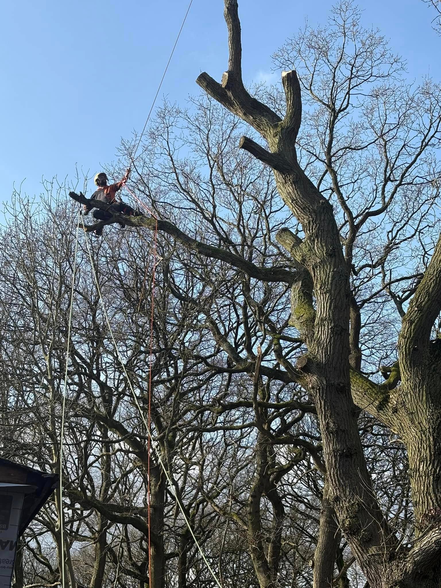 Tree surgeon roped high in a large bare oak against a clear blue sky