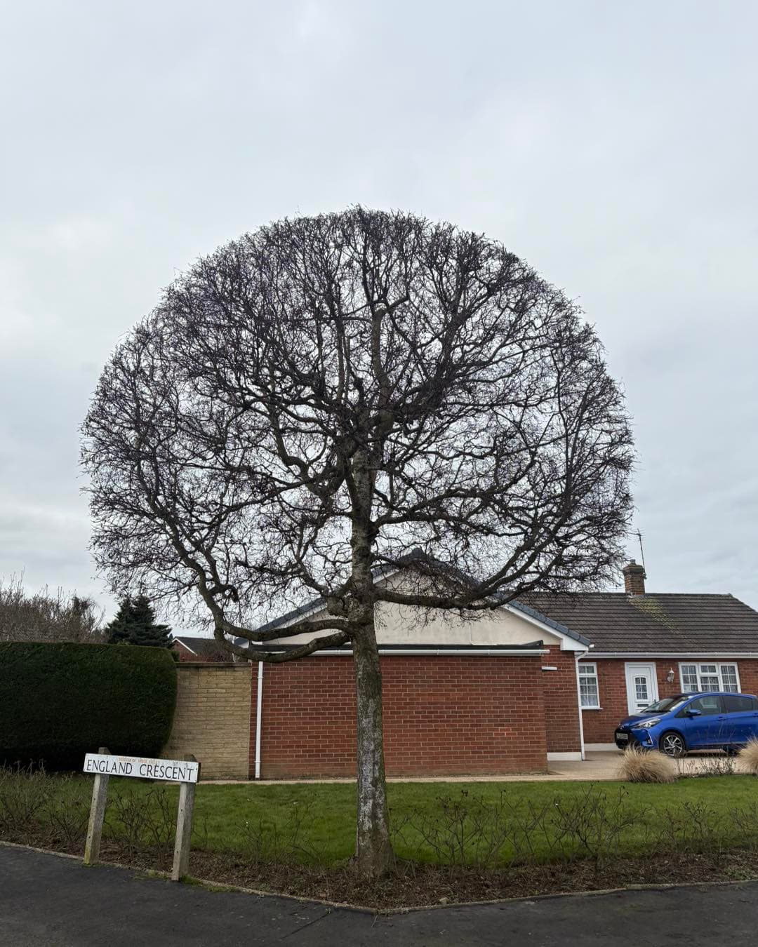 Mature tree with a neatly shaped, reduced crown