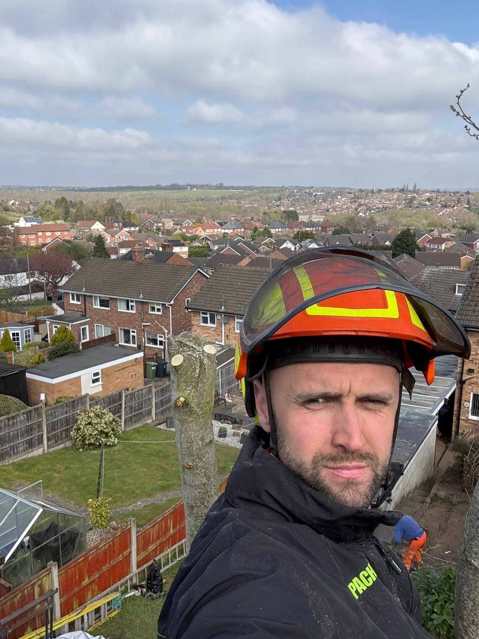 Arborist roped up high in a tree with rooftops in the background