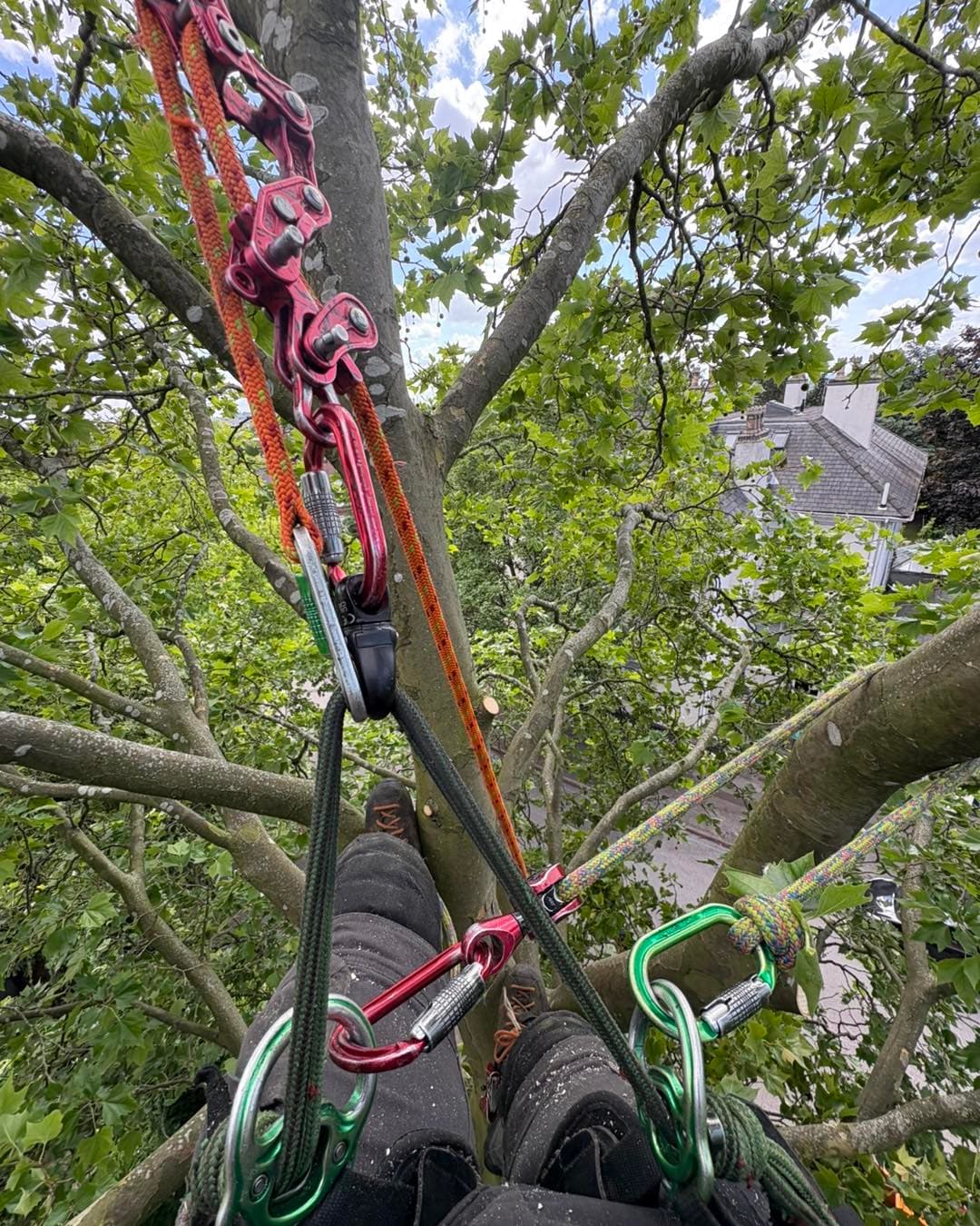 Arborist roped up high in a tree canopy on a difficult job
