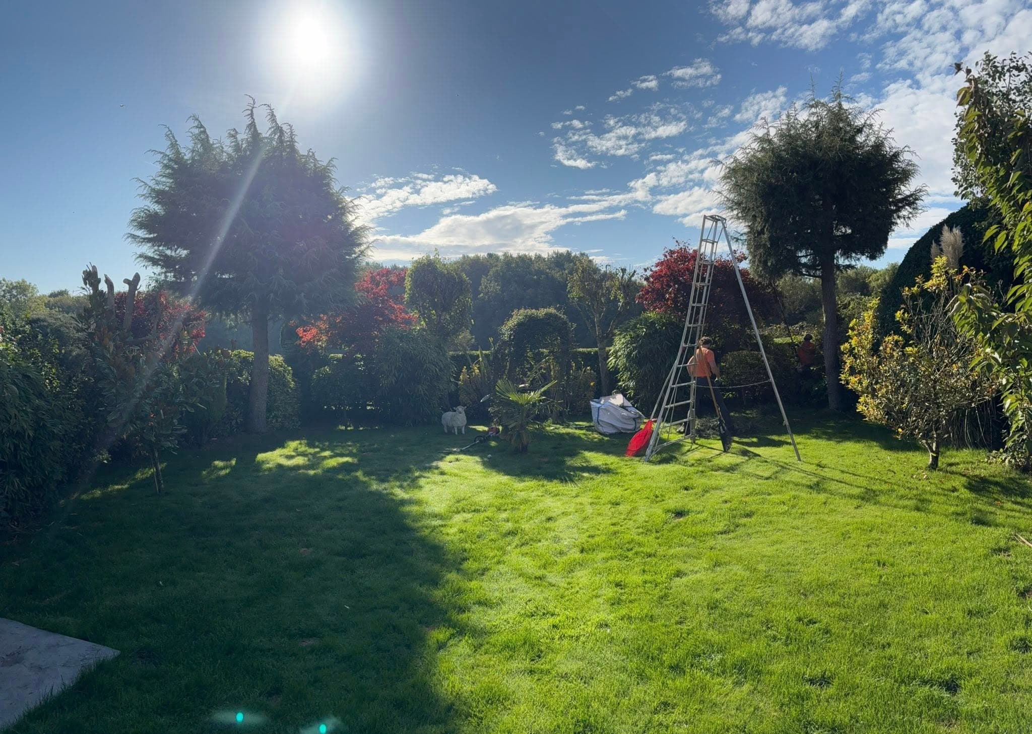 Sunny, well-kept garden with trees after tree and hedge work