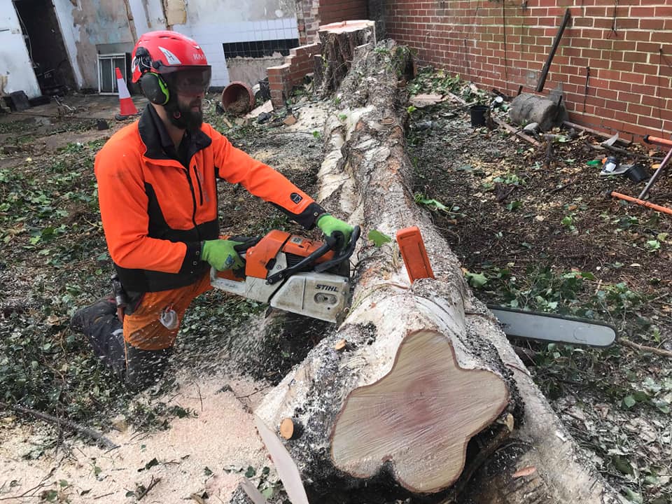 Arborist cross-cutting a large felled trunk into logs with a chainsaw
