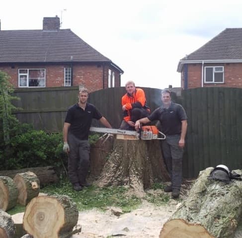 large tree with crew and ms 880 chainsaw